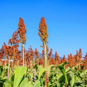 Red sorghum