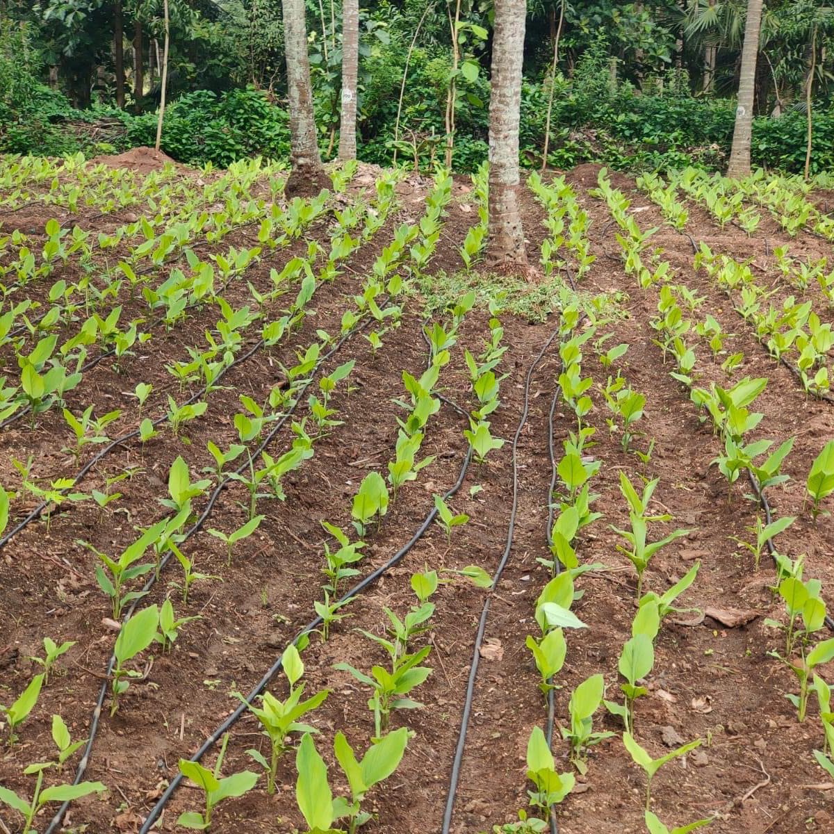 Turmerice powder Boiled - Image 3